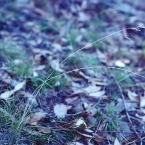 Poa sp. CNM1 (under review, formerly Poa meionectes) at Conder, ACT - 9 Feb 2001