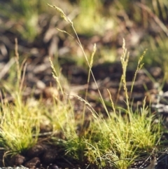 Poa sp. CNM1 (under review, formerly Poa meionectes) (Snow Grass) at Theodore, ACT - 19 Oct 2005 by michaelb