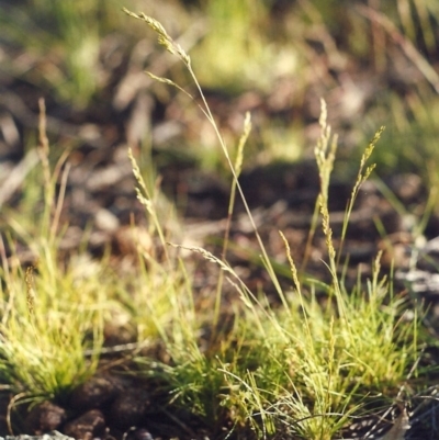 Poa sp. CNM1 (under review, formerly Poa meionectes) (Snow Grass) at Theodore, ACT - 20 Oct 2005 by MichaelBedingfield