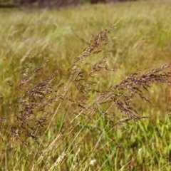 Poa sieberiana (Poa Tussock) at Conder, ACT - 21 Nov 1999 by michaelb