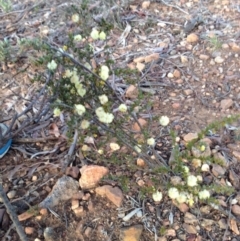 Acacia gunnii at Percival Hill - 17 Aug 2015 by gavinlongmuir