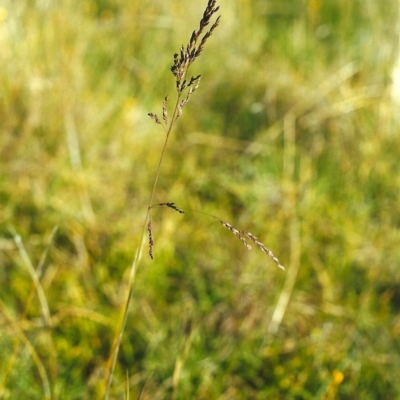 Poa sieberiana (Poa Tussock) at Tuggeranong DC, ACT - 21 Nov 2001 by michaelb