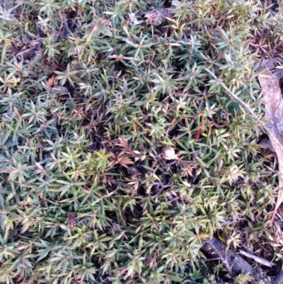 Astroloma humifusum (Cranberry Heath) at Nicholls, ACT - 17 Aug 2015 by gavinlongmuir