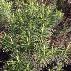 Cassinia longifolia at Percival Hill - 17 Aug 2015 by gavinlongmuir