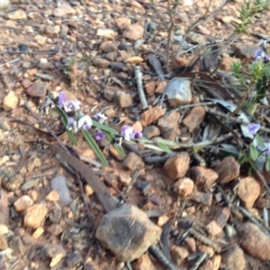 Hovea heterophylla at Nicholls, ACT - 17 Aug 2015 11:01 PM