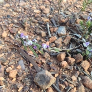 Hovea heterophylla at Nicholls, ACT - 17 Aug 2015