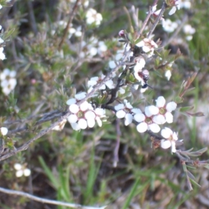 Gaudium multicaule at Crace, ACT - 8 Nov 2003