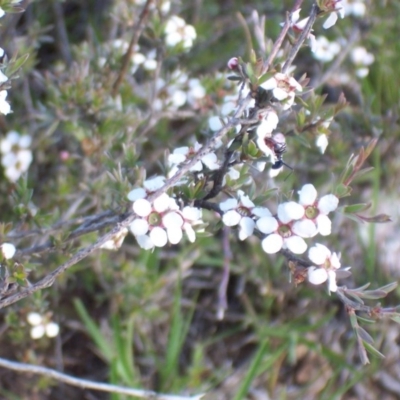 Gaudium multicaule (Teatree) at Percival Hill - 8 Nov 2003 by gavinlongmuir