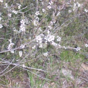 Gaudium multicaule at Crace, ACT - 8 Nov 2003