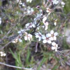 Gaudium multicaule at Crace, ACT - 8 Nov 2003