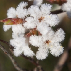 Leucopogon attenuatus (Small-leaved Beard Heath) at Nicholls, ACT - 10 Oct 2004 by gavinlongmuir