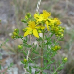 Hypericum perforatum (St John's Wort) at Percival Hill - 3 Nov 2007 by gavinlongmuir