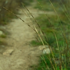 Sporobolus creber (Slender Rat's Tail Grass) at Conder, ACT - 19 Apr 2000 by michaelb