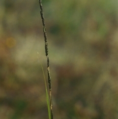 Sporobolus creber at Conder, ACT - 20 Apr 2000