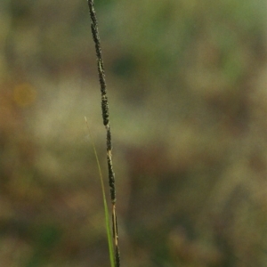 Sporobolus creber at Conder, ACT - 20 Apr 2000