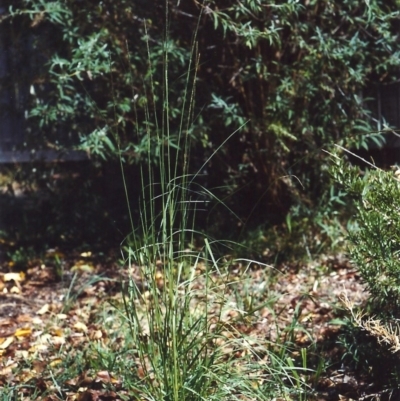 Sporobolus creber (Slender Rat's Tail Grass) at Conder, ACT - 13 Feb 2007 by michaelb