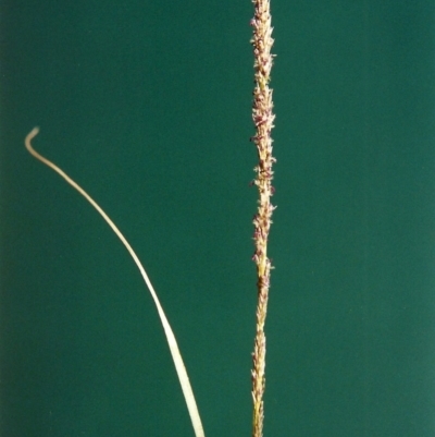 Sporobolus creber (Slender Rat's Tail Grass) at Banks, ACT - 27 Jan 2007 by michaelb