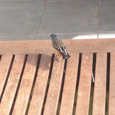 Pardalotus punctatus (Spotted Pardalote) at Watson, ACT - 13 Aug 2014 by AaronClausen