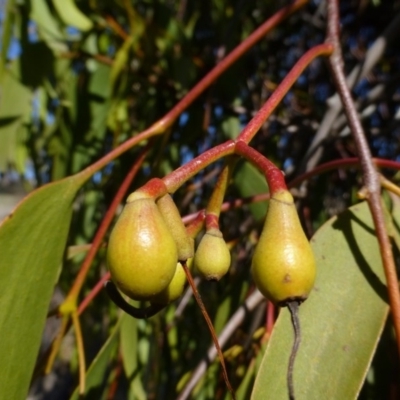 Amyema miquelii (Box Mistletoe) at Isaacs, ACT - 9 Aug 2015 by FranM