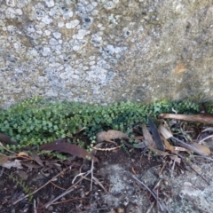 Asplenium flabellifolium (Necklace Fern) at Isaacs Ridge and Nearby - 9 Aug 2015 by FranM