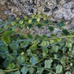 Asplenium flabellifolium at Symonston, ACT - 9 Aug 2015 10:48 AM