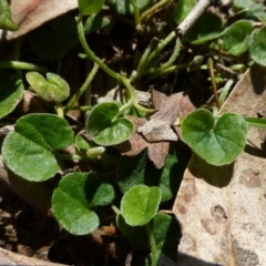 Dichondra repens (Kidney Weed) at Symonston, ACT - 9 Aug 2015 by FranM