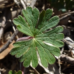 Geranium neglectum at Isaacs Ridge - 9 Aug 2015 by FranM