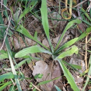 Plantago varia at Hall, ACT - 18 Aug 2015