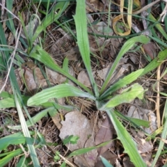 Plantago varia (Native Plaintain) at Hall, ACT - 18 Aug 2015 by JanetRussell