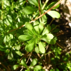 Galium aparine at Hall, ACT - 18 Aug 2015