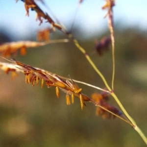 Sorghum leiocladum at Greenway, ACT - 7 Mar 2007