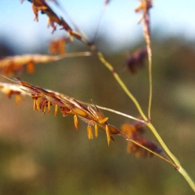 Sorghum leiocladum (Wild Sorghum) at Greenway, ACT - 6 Mar 2007 by michaelb