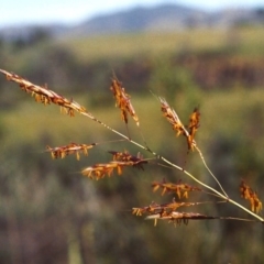 Sorghum leiocladum at Greenway, ACT - 7 Mar 2007