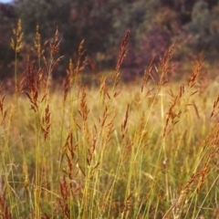 Sorghum leiocladum (Wild Sorghum) at Conder, ACT - 6 Dec 1999 by michaelb