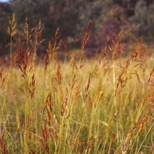 Sorghum leiocladum at Conder, ACT - 7 Dec 1999