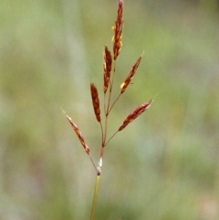 Sorghum leiocladum (Wild Sorghum) at Conder, ACT - 1 Dec 2000 by MichaelBedingfield