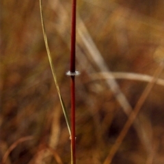 Sorghum leiocladum at Bonython, ACT - 6 Jan 2007