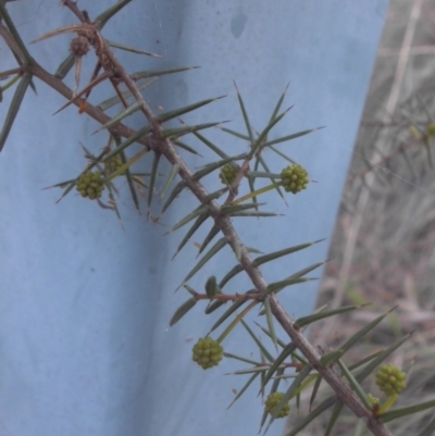 Acacia ulicifolia (Prickly Moses) at Mount Ainslie - 18 Aug 2015 by SilkeSma