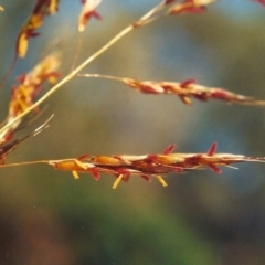 Sorghum leiocladum (Wild Sorghum) at Theodore, ACT - 6 Jan 2001 by michaelb