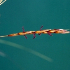 Sorghum leiocladum (Wild Sorghum) at Theodore, ACT - 6 Jan 2001 by michaelb