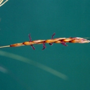 Sorghum leiocladum at Theodore, ACT - 7 Jan 2001 12:00 AM