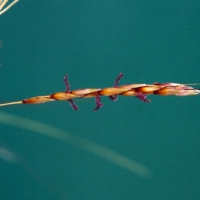 Sorghum leiocladum (Wild Sorghum) at Tuggeranong Hill - 6 Jan 2001 by michaelb