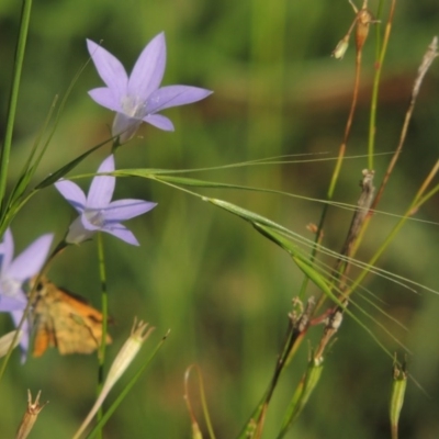 Microlaena stipoides (Weeping Grass) at Conder, ACT - 31 Jan 2015 by michaelb