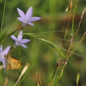 Microlaena stipoides at Conder, ACT - 1 Feb 2015