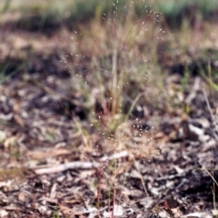 Aira elegantissima (Delicate Hairgrass) at Theodore, ACT - 10 Nov 2005 by MichaelBedingfield