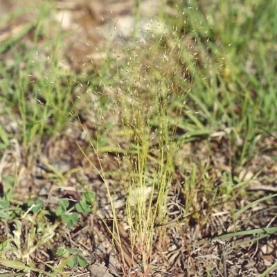 Aira elegantissima (Delicate Hairgrass) at Theodore, ACT - 26 Oct 2005 by michaelb