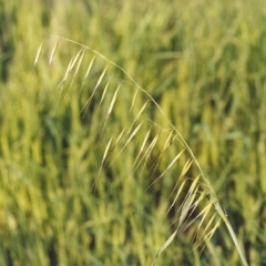 Avena barbata (Bearded Oat) at Tharwa, ACT - 18 Oct 2005 by MichaelBedingfield