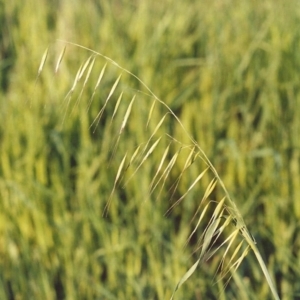 Avena barbata at Tharwa, ACT - 18 Oct 2005