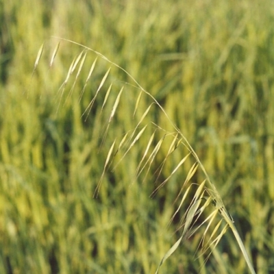 Avena barbata (Bearded Oat) at Tharwa, ACT - 18 Oct 2005 by MichaelBedingfield