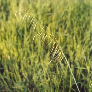 Avena barbata at Tharwa, ACT - 18 Oct 2005